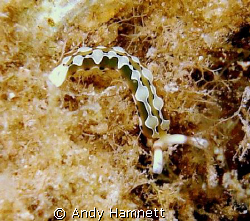 Tiny little nudi, about the same size as a strand of safran! by Andy Hamnett 